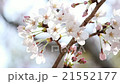 櫻花開花了 21552177