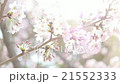 浪漫的櫻花 21552333