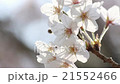 櫻花花瓣了 21552466