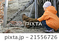 Little girl feeding chicken and chick 17978_08 21556726