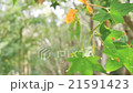 Branch of green maple leaves moving in the wind 21591423