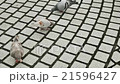 The pigeons bird (doves) walking at the park 21596427