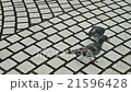 The pigeons bird (doves) walking at the park 21596428