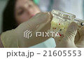 dentist showing jaw layout to patient woman 21605553