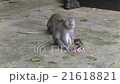 Monkey family, baby monkey, Bali, Indonesia  21618821