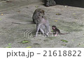 Monkey family, baby monkey, Bali, Indonesia  21618822