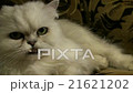 Persian Cat Pet Look At Camera 21621202