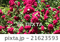 Red Roses Flowers In The Garden 21623593