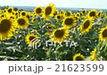 Sunflowers Summer Background Video 21623599