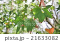 The branch of green maple leaves moving in wind 21633082
