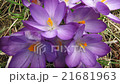 Timelapse flower crocus blooming 21681963
