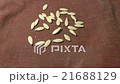 Time lapse of growing cucumber seeds closeup 21688129