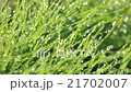 Grass of rain 21702007