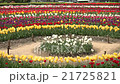 Multicolored tulips Multicolored tulips 21725821
