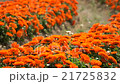Orange calendula Orange calendula 21725832