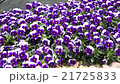 Purple pansy Purple pansy 21725833