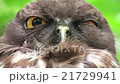 リュウキュウアオバズク　Ryukyu brown hawk-owlJapan owl 21729941