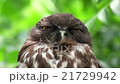 リュウキュウアオバズク　Ryukyu brown hawk-owlJapan owl 21729942