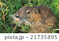 Nutria 21735895