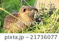 Nutria 21736077