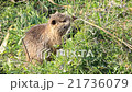 Nutria 21736079