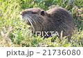 Nutria 21736080