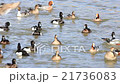 Flock of waterfowl 21736083