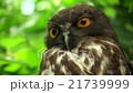 リュウキュウアオバズク　Ryukyu brown hawk-owl 21739999