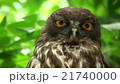 リュウキュウアオバズク　Ryukyu brown hawk-owl 21740000