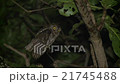 リュウキュウコノハズク　Ryukyu scops owl 21745488