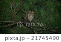 リュウキュウコノハズク　Ryukyu scops owl 21745490