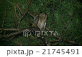 リュウキュウコノハズク　Ryukyu scops owl 21745491