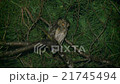 リュウキュウコノハズク　Ryukyu scops  21745494