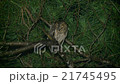 リュウキュウコノハズク　Ryukyu scops  21745495