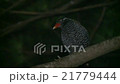 ヤンバルクイナ 21779444