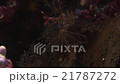 ムギワラエビ 21787272