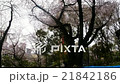 桜の木の下で、場所取りする新入社員 21842186