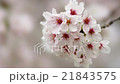 桜　ズーム 21843575