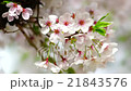 桜 21843576