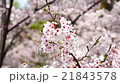 桜 21843578