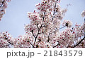 桜 21843579