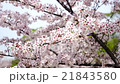 桜 21843580