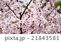 桜　ゆれる花びら 21843581