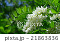 White flowers of acacia 21863836