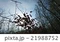 Sunshine Shining Through Leaves On Tree 21988752