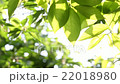 Fresh green 22018980