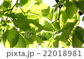 Fresh green 22018981
