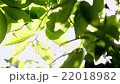 Fresh green 22018982
