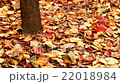 Autumn leaves, fallen leaves 22018984