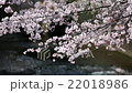 Sakura River 22018986